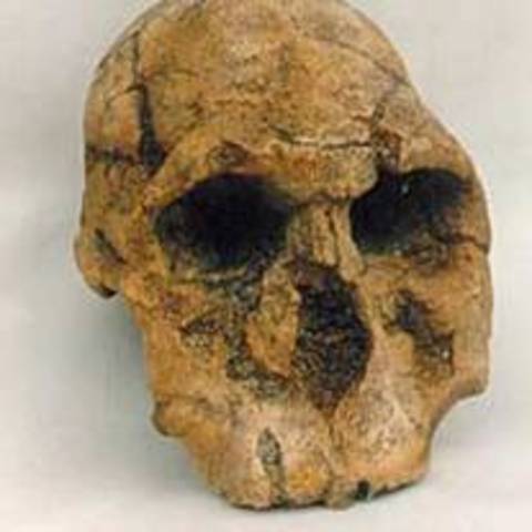 Homo Rudolfensis