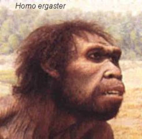 Homo Ergaster