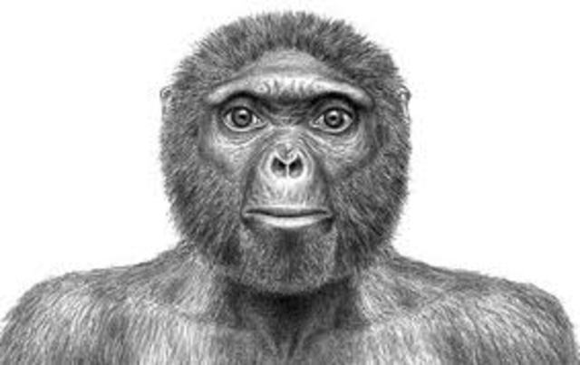 Ardipithecus Ramidus.