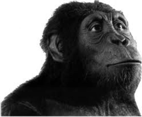 Australopithecus Anamensis.