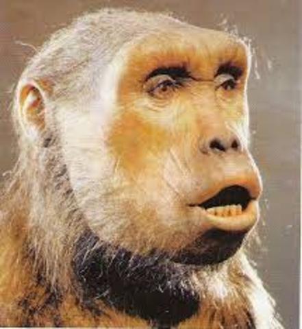 Sahelanthropus Tchadensis (Toumai)