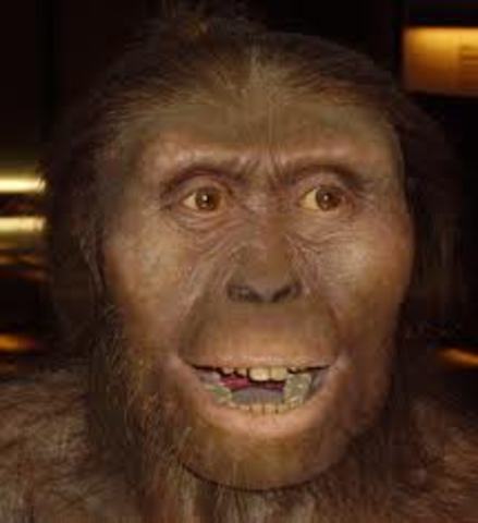 Australopithecus Afarensis