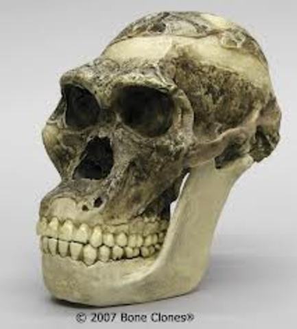 Australopithecus Africanus