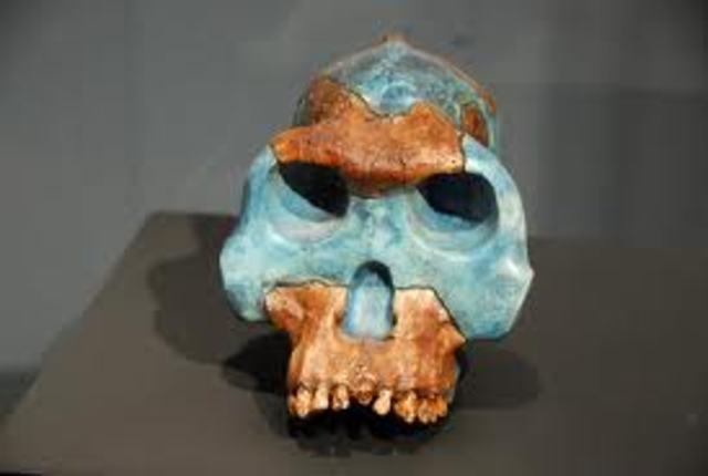 Australopithecus Garhi