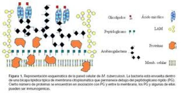 vacuna contra la tuberculosis