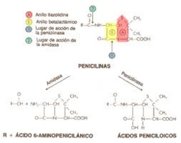 descubrimiento de la penicilina