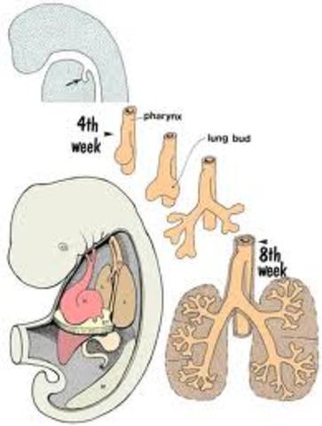 respiratory system, digestive track, and lungs