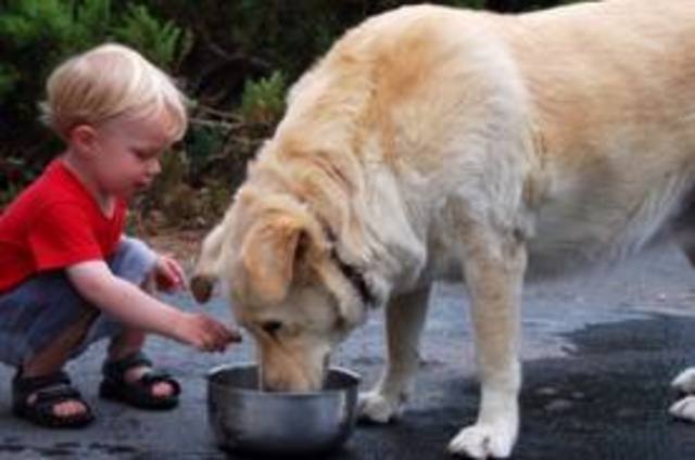 Cognitive: toddlers form 19 to 21 months