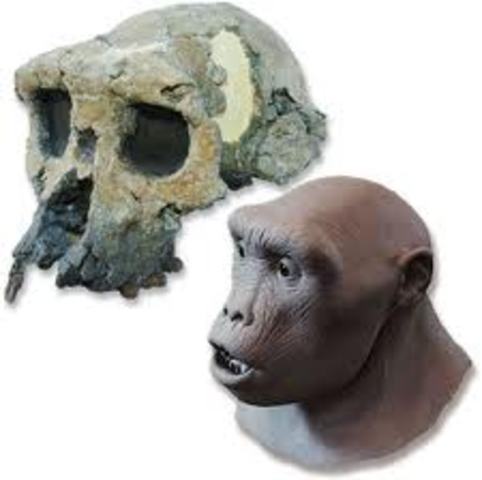 Scehelanthropus tchadensis (tonmai)