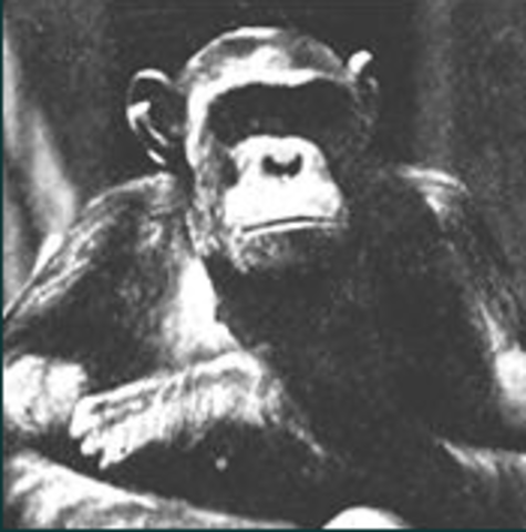 Anti-Evolution Bills