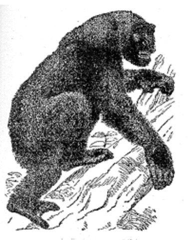 Man-Like Ape