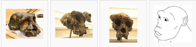 Scehelanthropus tchadensis (Toumai) (II)