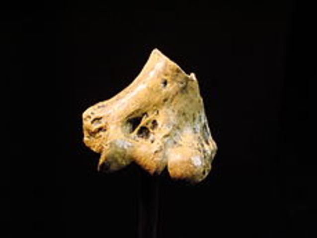 Australopithecus anamensis (I)