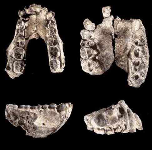 Australopithecus anamensis (II)