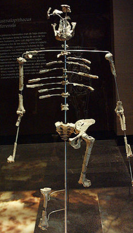 Australopithecus afarensis (I)