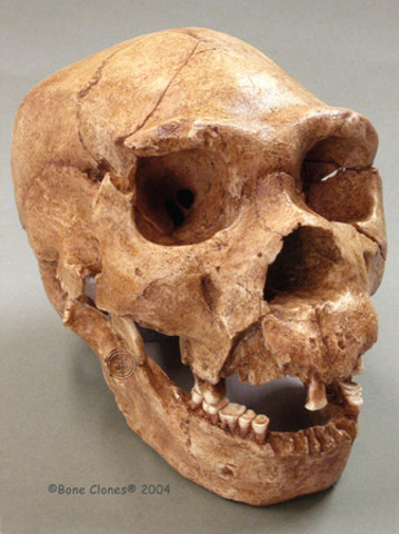 Descubrimiento del homo heidelbegensis.