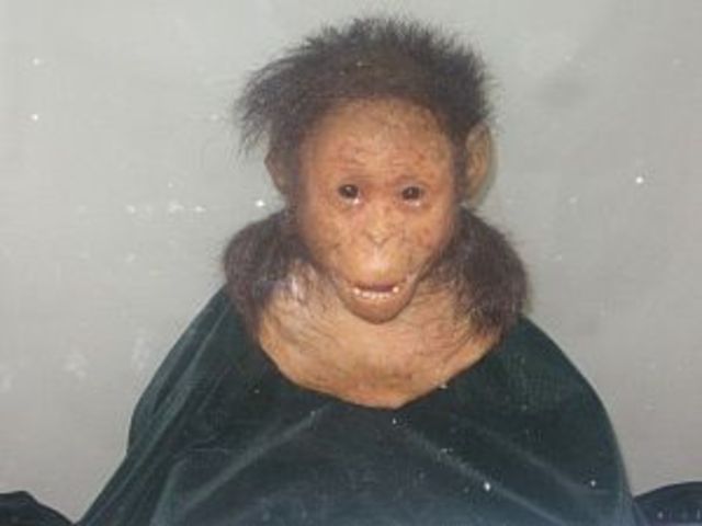 Australopithecus afarensis (III)