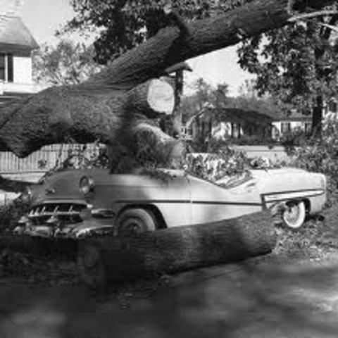 Hurricane distroys rice plantation