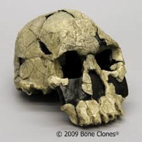 Hace 2.4 – 1.9 millones de años