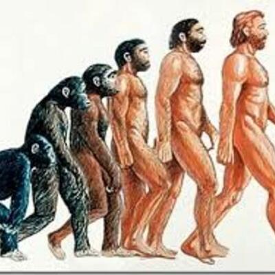 Timeline: Evolución de la especie humana