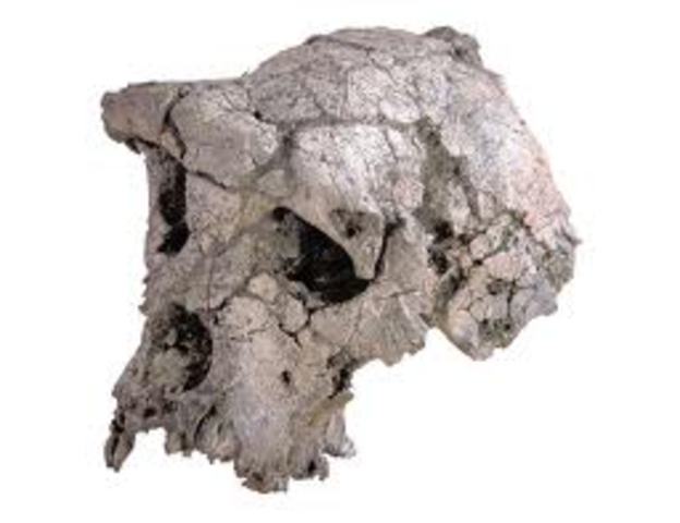 Sahelanthropus tchadensis