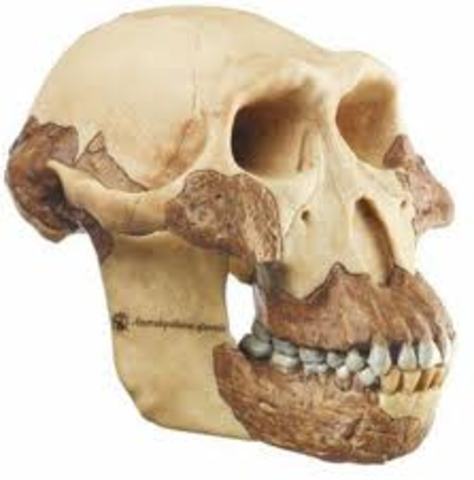 Australopithecus africanus