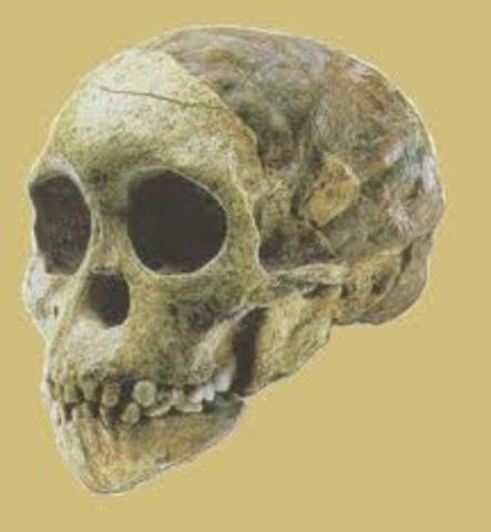 Homo Habilis