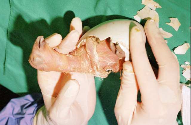 First Condor Chick Born in Captivity