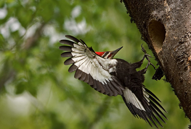 Ivory-Billed Woodpecker Re-Discovered