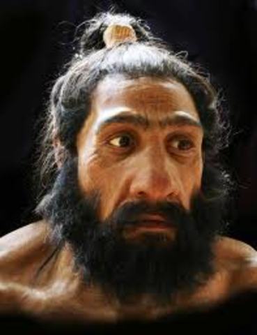 Homo neanderthalensis