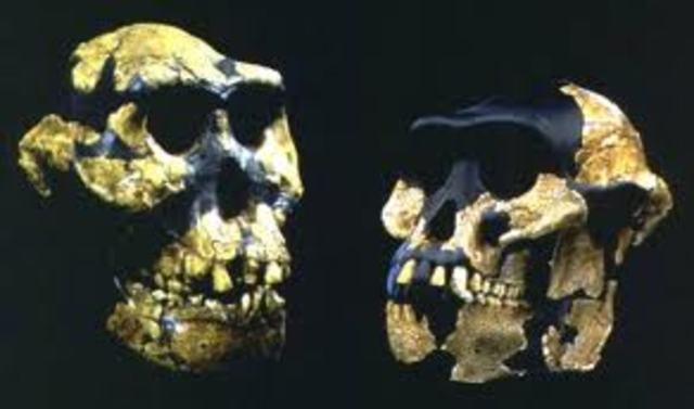 Australopithecus anamesis