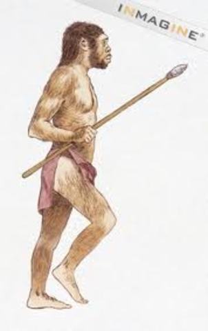 Homo erectus