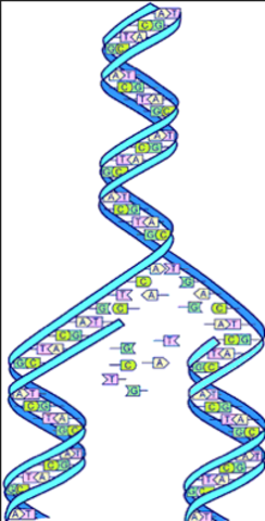 Human Genome
