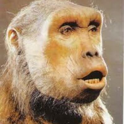 Timeline: la evolución de los Homínidos