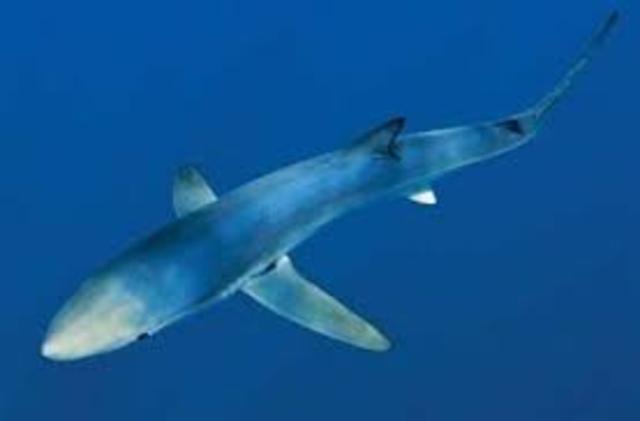 mya - The First Sharks