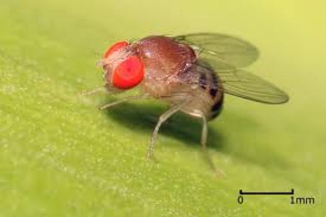 Drosophila Melanogaster