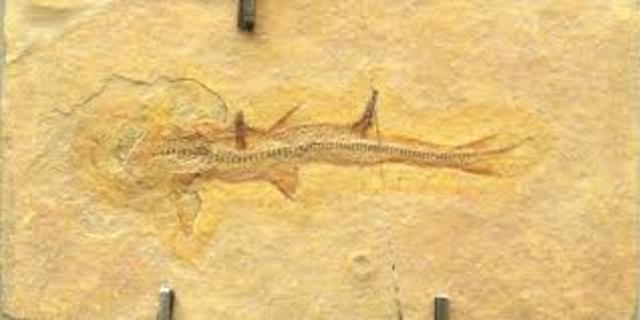 mya -  Ordovician Period