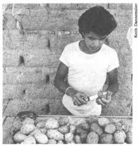 Pacto de solidaridad económica (PSE)