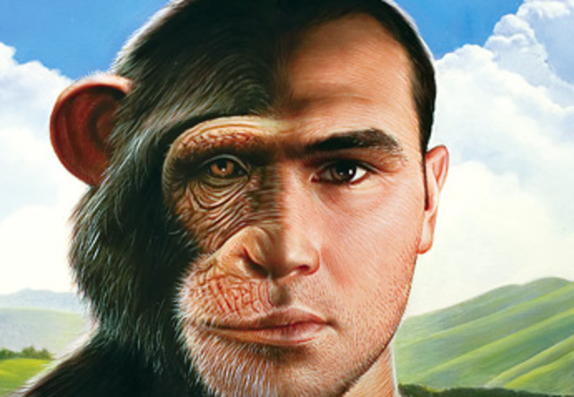 Human and Apes