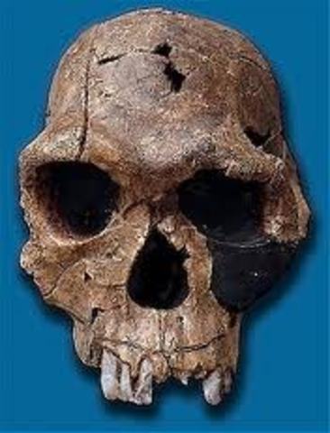 Homo habilis
