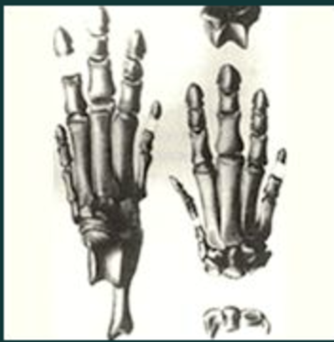 Horse fossils reveal a story of evolution