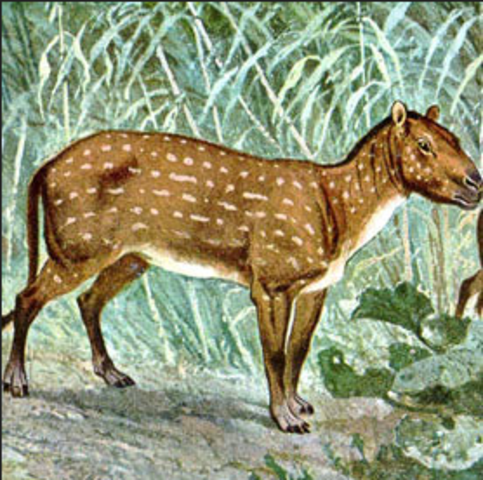 Horse Fossil