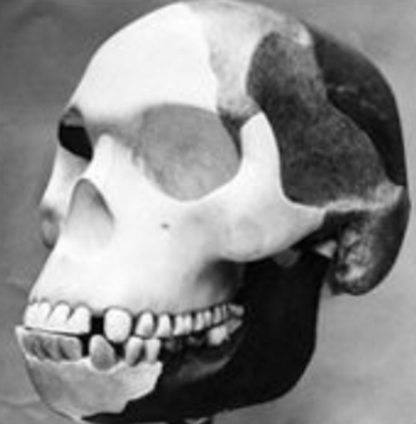 Piltdown Man