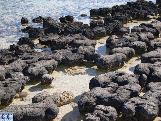 Stromatolites, 3.6 BYA