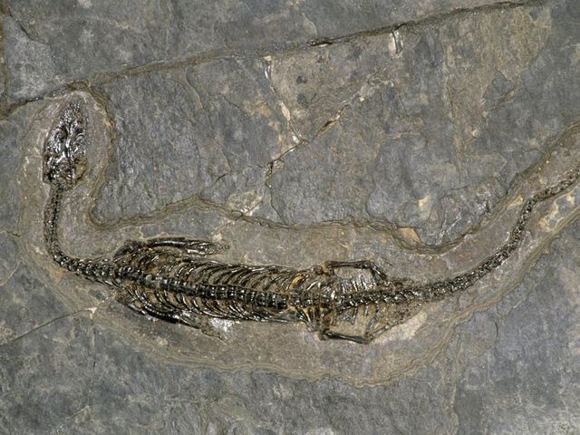 Mississippian Period, 360 MYA