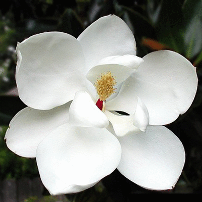 Timeline: Louisiana Timeline