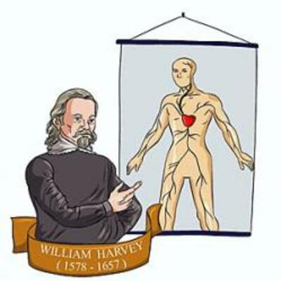 Timeline: Blood flow theory