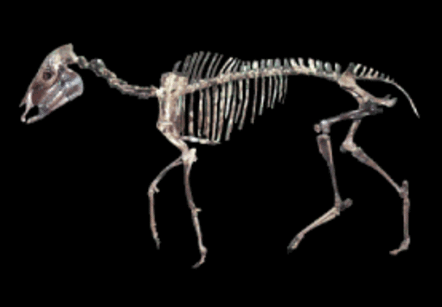 Horse Fossils
