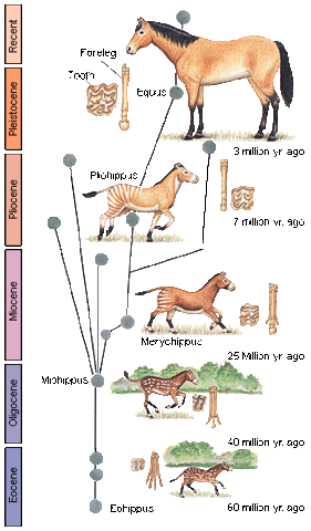 Horse Fossils