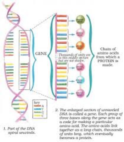 DNA codes